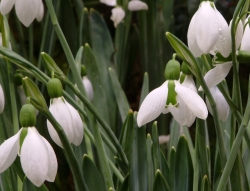 Galanthus Merlin